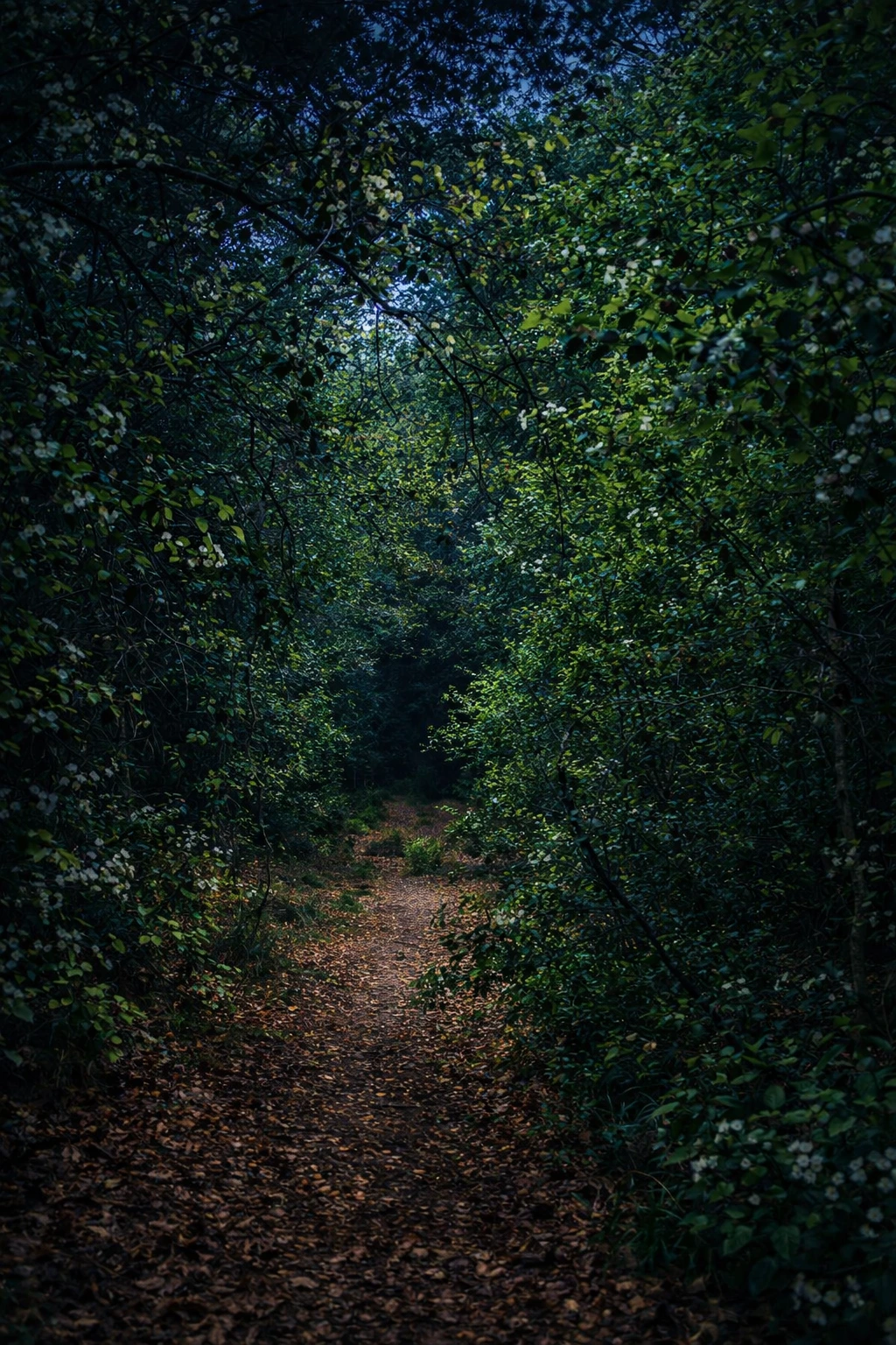 Caminata nocturna por el bosque